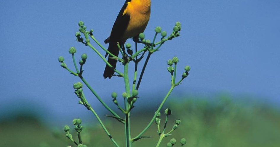 Cabaña Lagunillas Matanzas